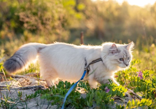 How to train your cat to walk on a leash?