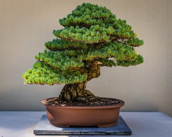 The art of bonsai: cultivating miniature trees at home