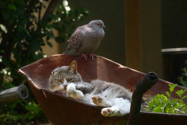 Why do cats chatter when they see birds?