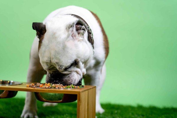 What are the best foods for a dog with sensitive stomach?